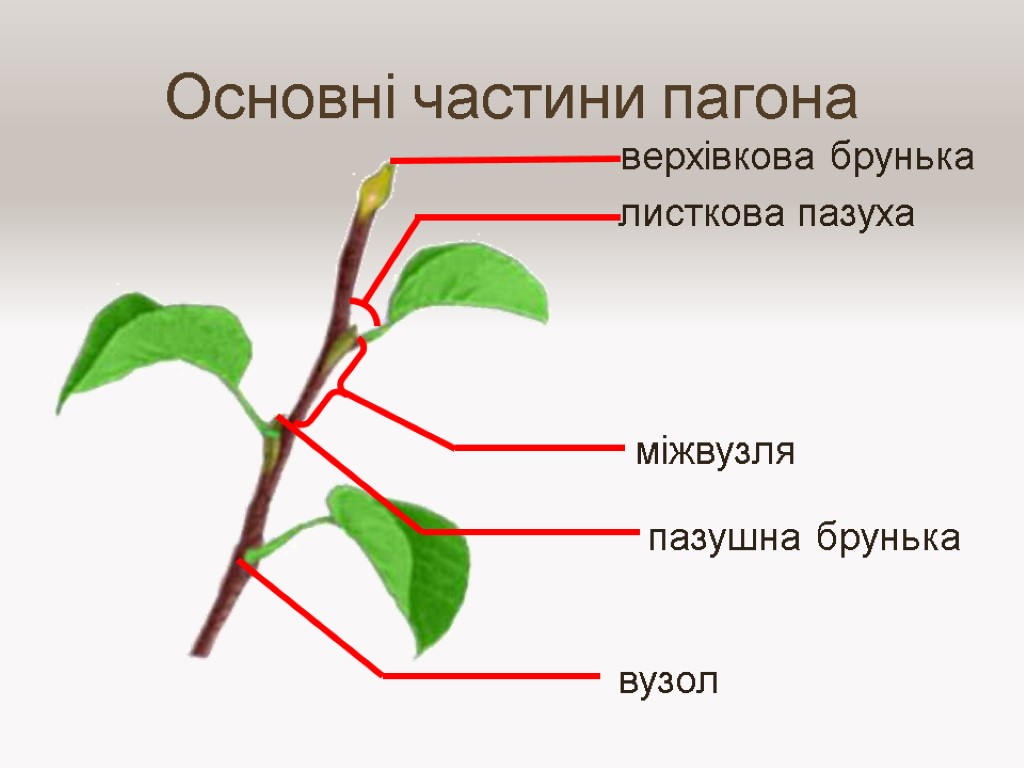 Основні частини пагона пазушна брунька верхівкова брунька